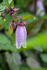Campanula punctata blooming in the garden.    Vancouver BC Canada
