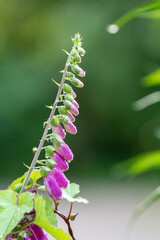 Digitalis blooming in the garden.    Vancouver BC Canada
