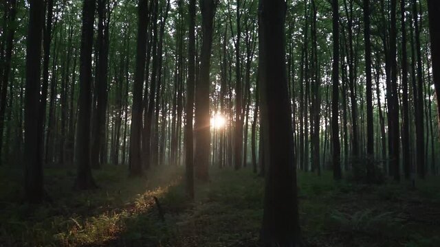 Amazing view during sunset of Hellerbos forest in Belgium, tall trees, vegetation on the floor and sunbeams iluminating the scene.