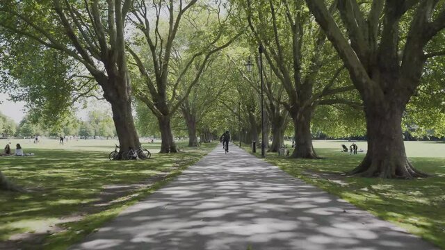 Beautiful path in the park of Cambridge city in england. Green grass, big trees in both sides.