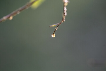 A closeup picture of dew drop in morning time.   Vancouver BC Canada
