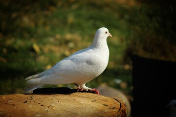 White dove