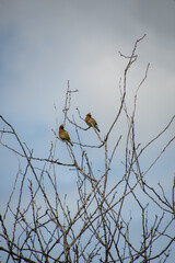 Cedar Waxwings resting on the branch.    Vancouver BC Canada
