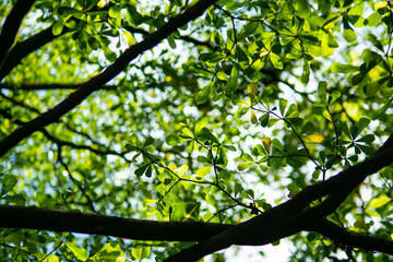 Fototapeta premium green leaves in the sun