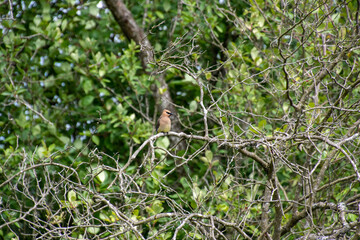 Cedar Waxwing perching on the branch.    Vancouver BC Canada
