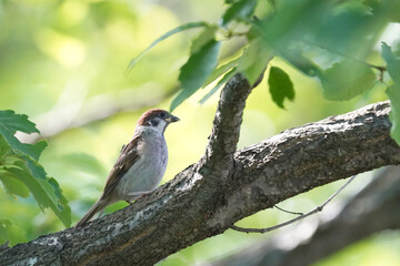 sparrow on branch