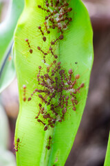 Red ants are helping to build a nest from large leaves.