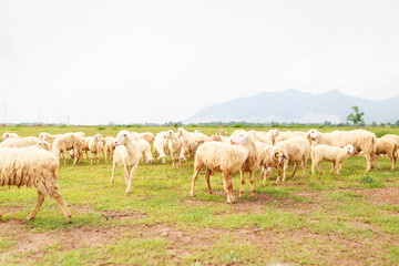 Obraz na płótnie Canvas Sheeps on the field