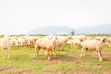 Fototapeta na wymiar Sheeps on the field