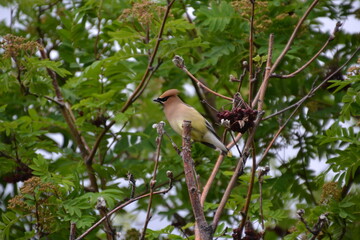Cedar Waxwing