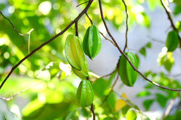 star apple on a branch 
