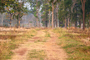 the way in flied landscape 