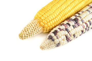  waxy corn isolated on white background