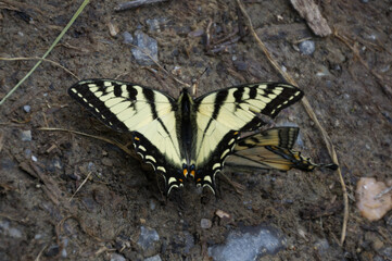 Eastern Tiger Swallowtail Butterflies on the Ground