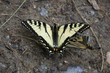 Fototapeta na wymiar Eastern Tiger Swallowtail Butterflies on the Ground