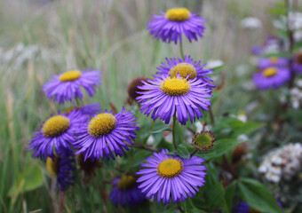 Fototapeta premium close up picture of awesome purple flower natural bunch.
