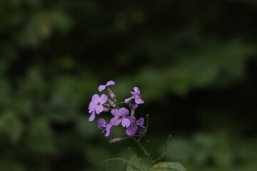Purple Flower