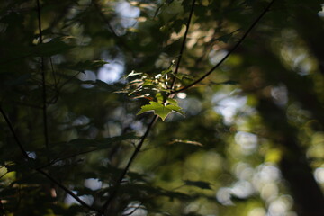 Leaves under the light of the sun