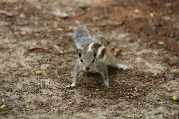 curious squirrel in the zoo