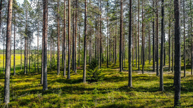 Trees in the forest