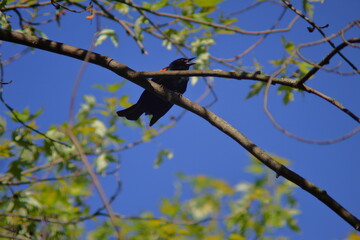 American Redstart bird Singing