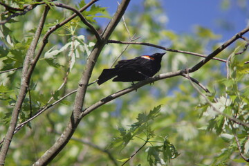 American Redstart bird Singing