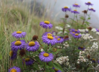 Fototapeta premium beautiful purple flower group with yellow centre.