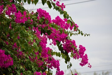 Bougainvillea glabra Choisy for background 