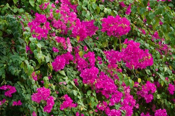 Bougainvillea glabra Choisy for background 