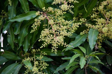 mango flower with a green leaf background 
