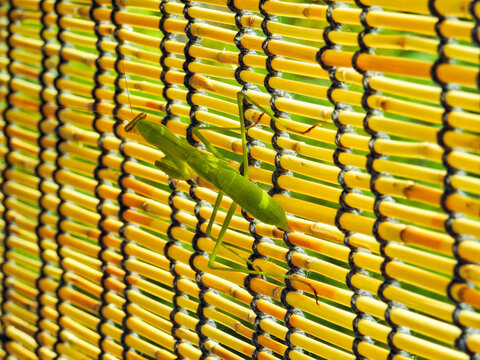 カマキリと簾（すだれ）、夏の風景のひとこま