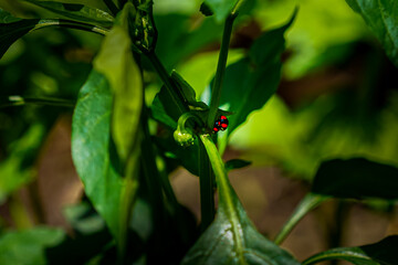 Beautiful closeup macro look of two ladybugs having intercourse