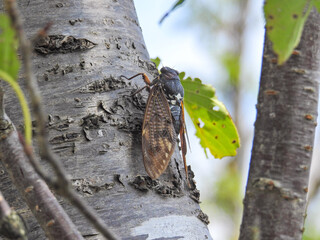 夏の暑さをいやがうえにも盛り上げる蝉の声