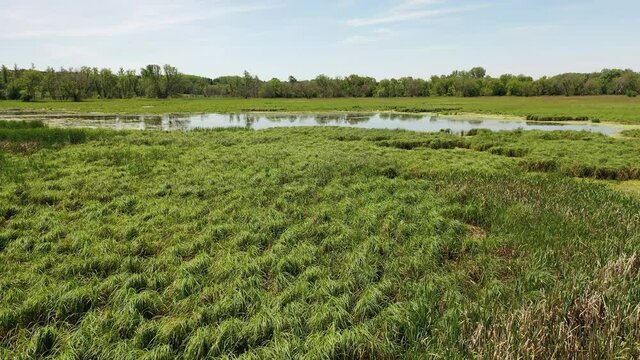 Aerial view of open water marsh . Midwestern landscape, wilderness from above. Daytime, summer
