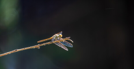 A large dragonfly sits on a branch on a blurry green background.