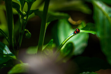 Beautiful closeup macro look of two ladybugs having intercourse