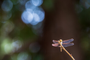 A large dragonfly sits on a branch on a blurry green background.