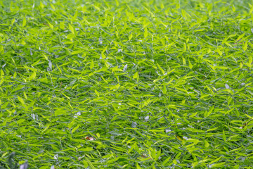 Background from fresh green not cut grass