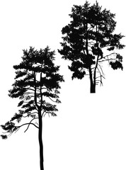 two black high pine silhouettes on white