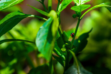 Beautiful closeup macro look of two ladybugs having intercourse