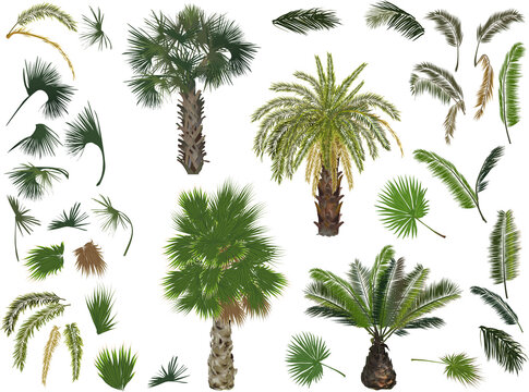 group of green palm trees and leaves isolated on white