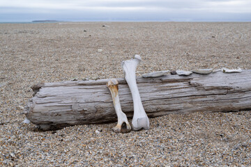 Bones lying on drift wood on an island called "Nordaustlandet" on Svalbard.
