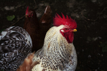 white rooster in the farm