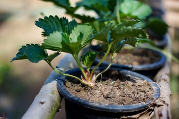 Strawberry plant on a pot in a garden 