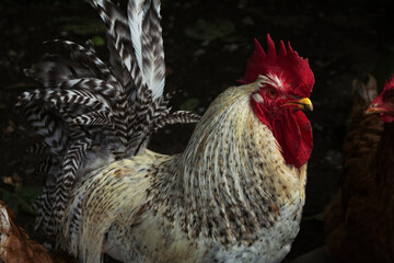 white rooster in the farm