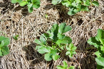 Strawberry plant in a garden 
