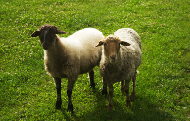 Fototapeta premium sheeps eating grass in the farm