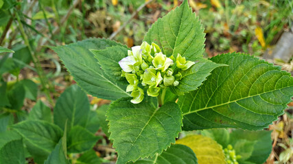 한국 제주도 수국 꽃