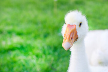 Curious funny goose looks at the camera, on a sunny day, against the background of a green meadow. Cute white goose portrait. Young goose. Copy space