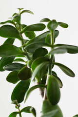 modern money tree plant